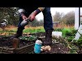 Elephant Garlic growing, allotment gardens cash crops