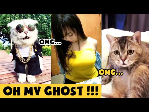【Tik Tok Chó Mèo】Không nhịn nổi😂😂 Những chú Chó Mèo hài hước nhất thế giới #3