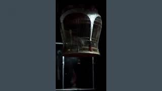 Merbok Azizkutan Kelantan ( burung c untuk dijual )