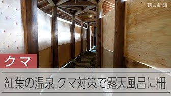 Thumbnail for 「クマには勝てません」クマ対策で露天風呂にも柵　紅葉の季節の温泉旅館　「コロナ以来の損失」