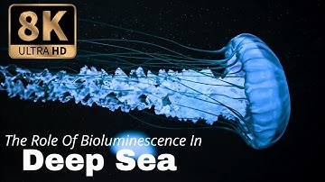 The Role of Bioluminescence in the Deep Sea | Discover Special
