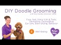 DIY Doodle Grooming Course Part 2. Well-being