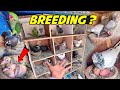 BREEDING के हाल ?