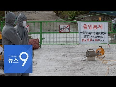 강화 등 접경지역 돼지 &amp;#39;씨 말린다&amp;#39;…양돈 농가 &amp;#39;생계 막막&amp;#39;