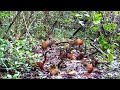 MUITOS ANIMAIS NA SEVA DE MILHO E CASTANHA DO PARÁ "olha o que fizeram com a câmera"