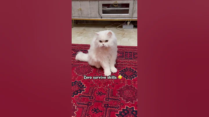 Video 11207091: persiancat kitten funnycats, persiancat cats funnycats, persiancat cat kitten cute, persiancat cat kitten funny