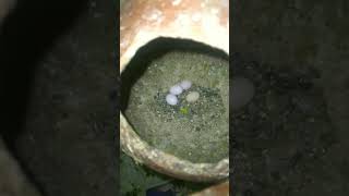 Budgies Breeding Progress