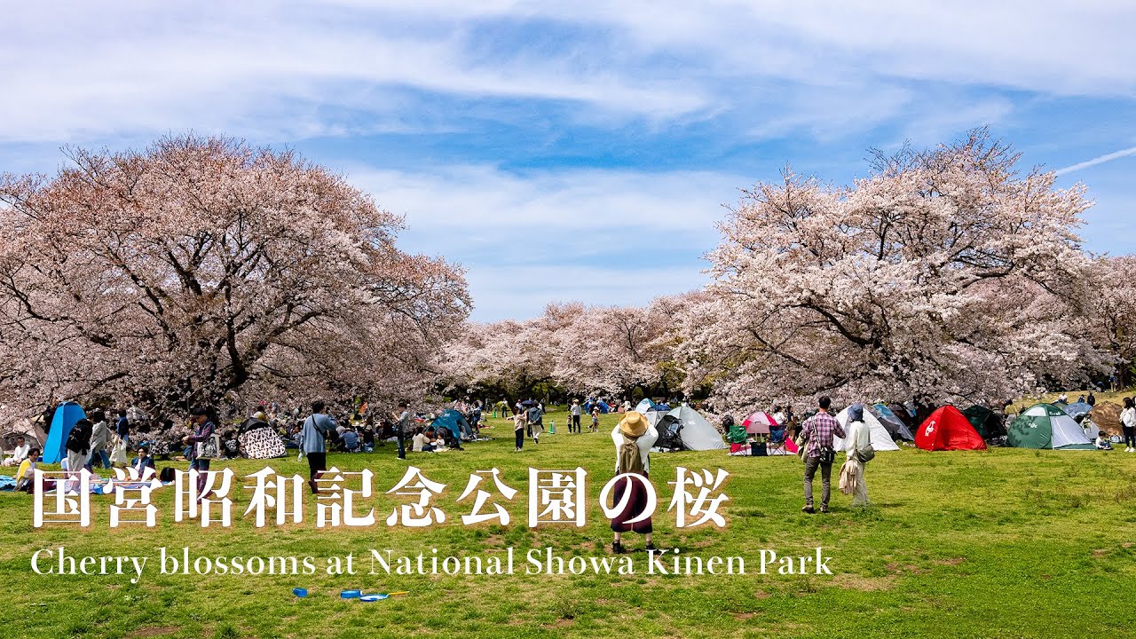 櫻の園 TOKYO SAKURA GARDEN SPRING FESTIVAL 2024 HAPPO-EN 八芳園2024.4.2