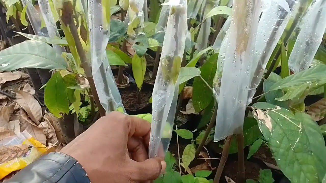 ilmu dari pusat pembibitan, pemula harus tahu, supaya tidak salah tehnik