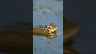 Ilmu di Balik Mengapa Katak Berbunyi Setelah Hujan