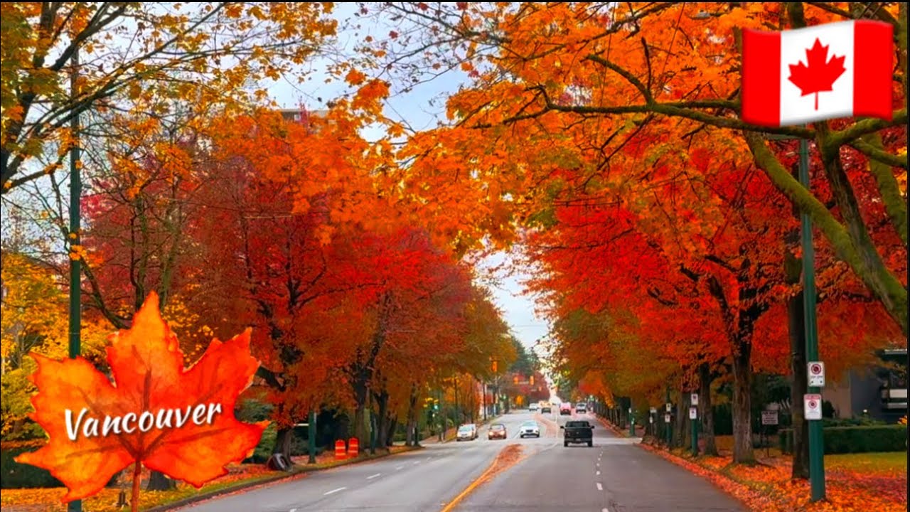Fall Drive BC 🇨🇦: 12th Ave Vancouver (MacDonald St - Main St)