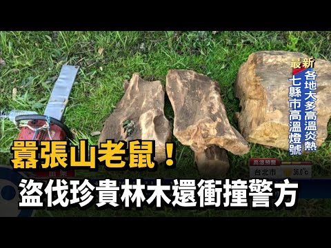 囂張山老鼠！　盜伐珍貴林木還衝撞警方－民視新聞