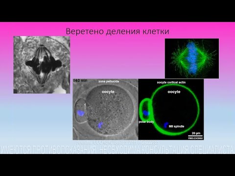 Оценка веретена деления яйцеклетки в ЭКО