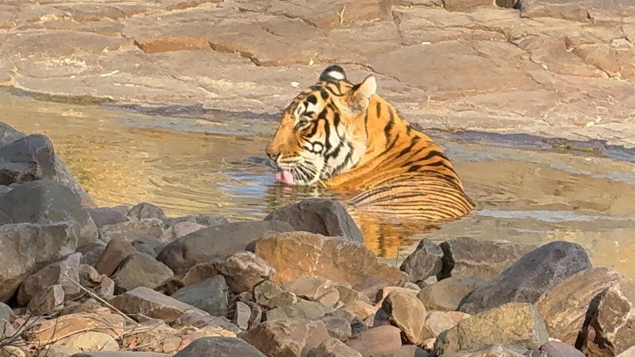 Finally Tiger Dekha 😍🐯 | Ranthambore Safari Experience