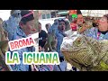 LA IGUANA ASUSTA A JOSS / BROMA / LOS DESTRAMPADOS