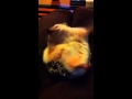 Hedgehog - can't get up