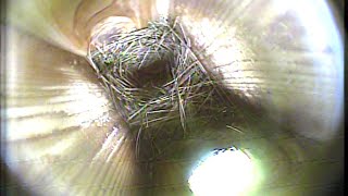 MNSA Tree Swallow-Cam