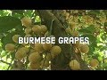 Burmese Grape Nutrition