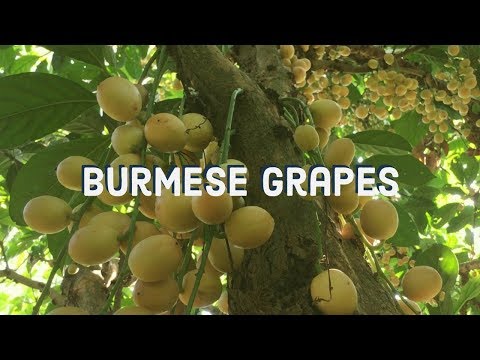 Video: Burmese Grapes