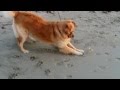 Maggie vs Ghost Crab