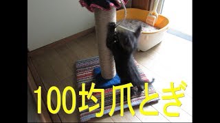 【工作】100均で爪とぎ