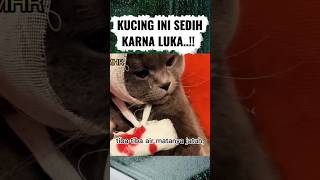 Kucing Yang Malang shorts kucingkdanung terluka kucingmalang trending