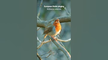 Watch This European Robin