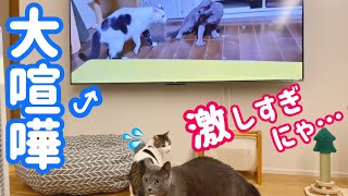 平和な空気が一変‼  保護猫多頭飼い実家の動画を観てみた‼