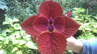 🌿 Coleus Overwintering 🌿