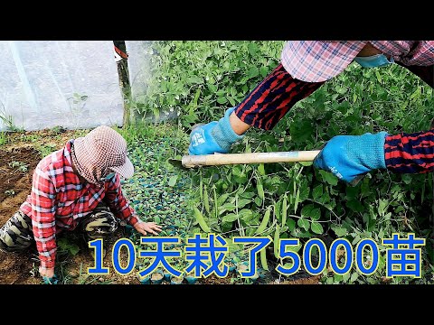【胖嫂show】胖嫂家干活不含糊，10天栽了5000苗，有付出有回报，瞧这豌豆结得，是不是挺厚？