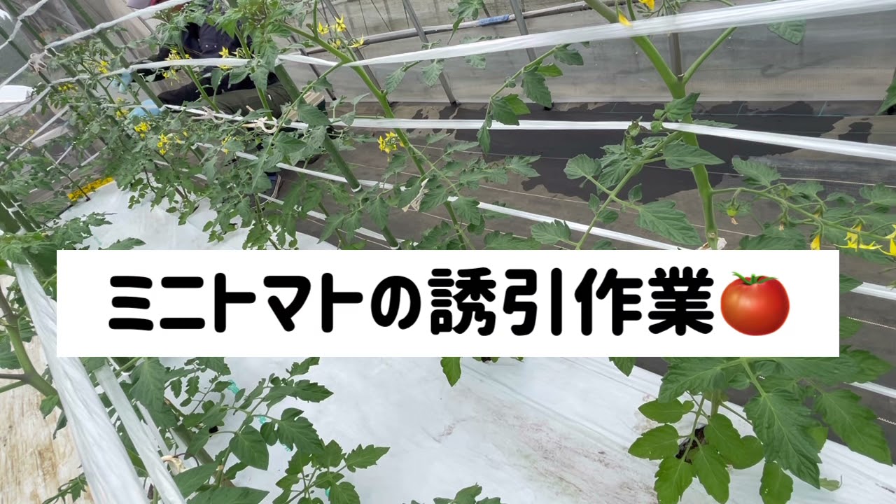 夏秋ミニトマトの誘引作業 Youtube動画 産地直送 大分県産夏秋ミニトマトの販売 一粒万倍