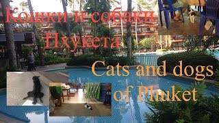 Кошки и собаки Пхукета. Cats and dogs of Phuket. Кошки и собаки Пхукета. Cats and dogs of Phuket.