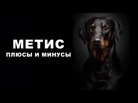 МЕТИС. Плюсы и минусы собак-полукровок