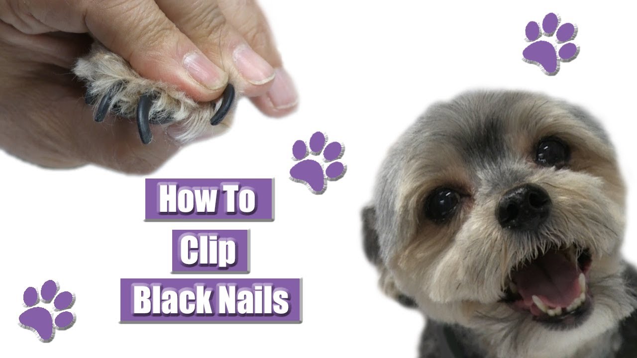 How To Clip Black Nails