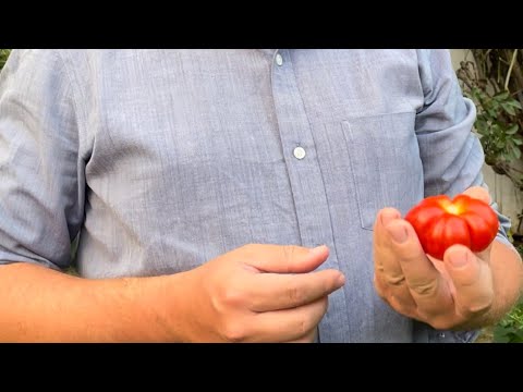 Video: Costoluto Genovese Heirlooms: Kostoluto Genovese pomidorų augalo auginimas