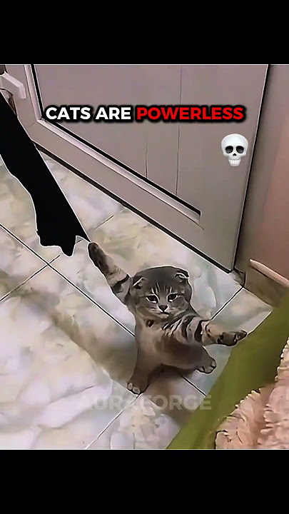 LAST CAT IS THE KING OF THE JUNGLE | CATS ARE POWERLESS