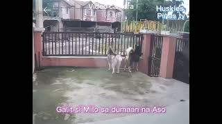 Siberian Husky jumping the fence | husky Jump like a kangaroo 🦘