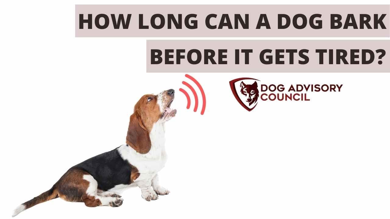 How Long Can A Dog Bark Before It Gets Tired And How To Stop It?