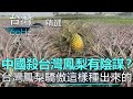 【台灣60Hz】中國殺台灣鳳梨有陰謀？台灣鳳梨驕傲這樣種出來的！｜廖慶學