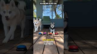 The Alaskan klee Kai facts #doglover #youtubeshorts #shots #alaskankleekai #dog #facts