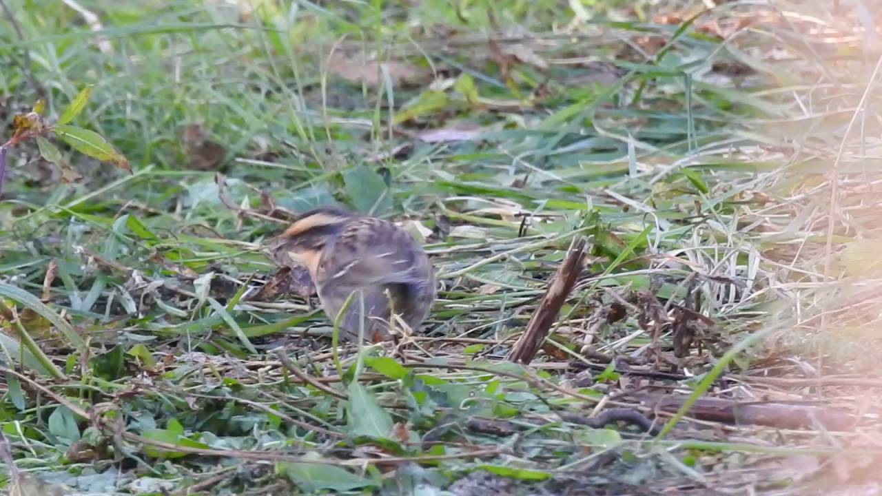 Siberian Accentor 