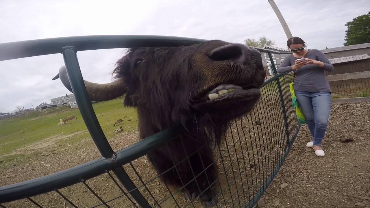 Feeding the Yak at Abrams Animal Farm on Block Island, Rhode Island YouTube
