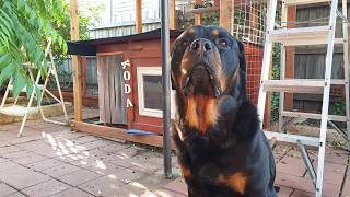 Rottweiler eating ritual. by LIFE OF KODA 537 views 4 years ago 1 minute, 21 seconds