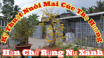 Kỹ Thuật Nuôi Mai Cúc Thọ Hương - Hạn Chế Rụng Nụ Xanh