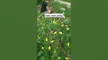 The Rise of Cabe Rawit: How One Pepper Took Over Social Media