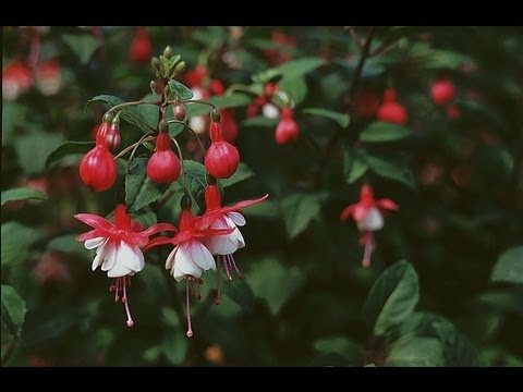 Vidéo: Histoire Du Fuchsia, Variétés Et Hybrides