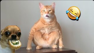 Funny Cats and other cute Animals 😹🐶Funniest Animal Videos 💥2024