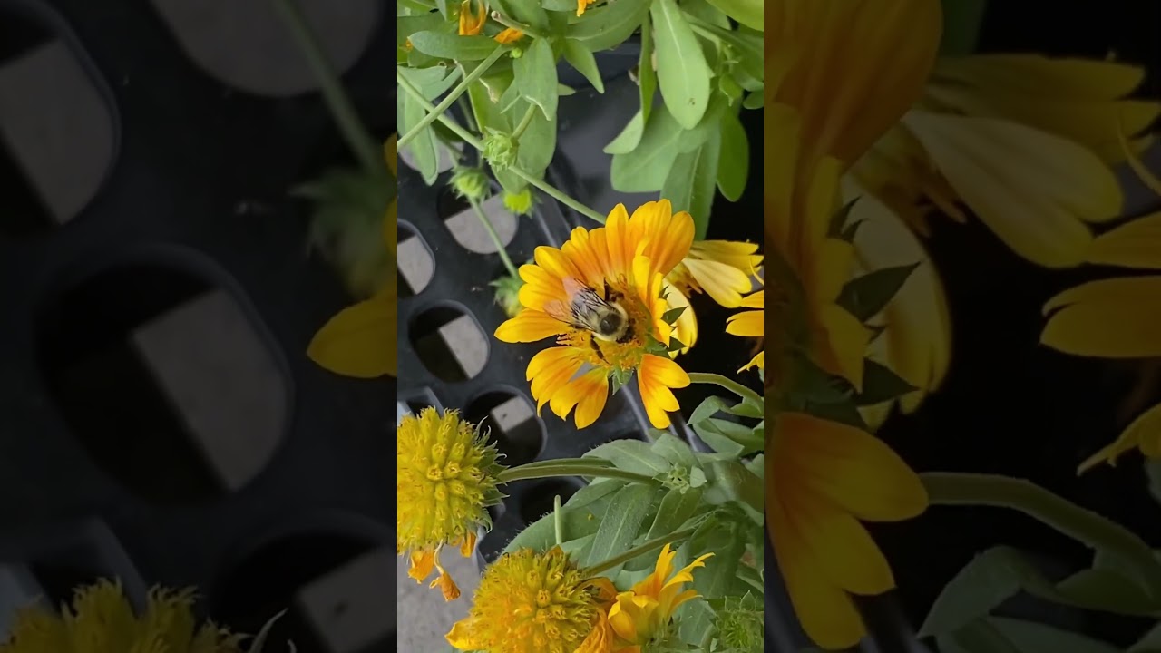 Bee pollinating on flowers outside Metro Supermarket Toronto, Ontario