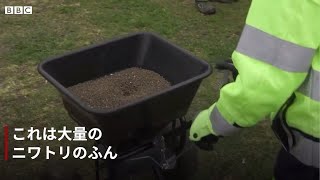 ニワトリのふんの「悪臭」で密集回避　スウェーデンの新型ウイルス対策