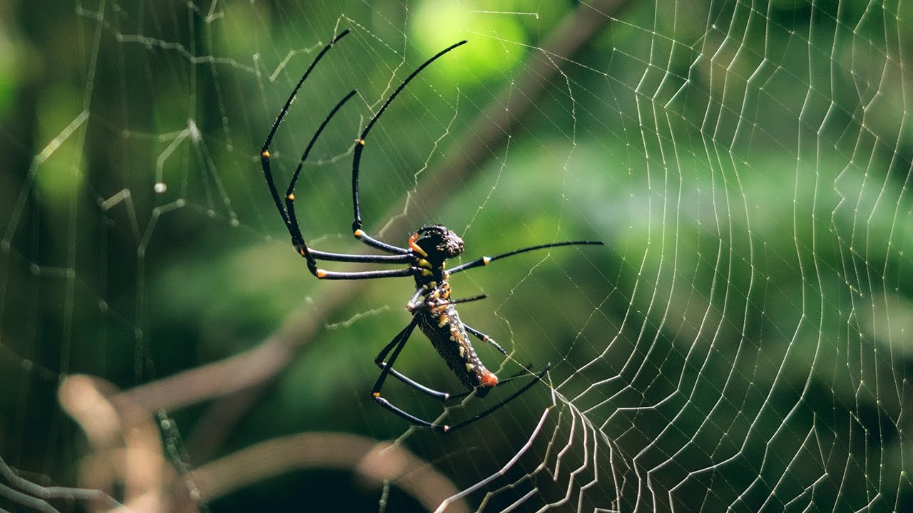 Riesen Spinne Riesen Spinne